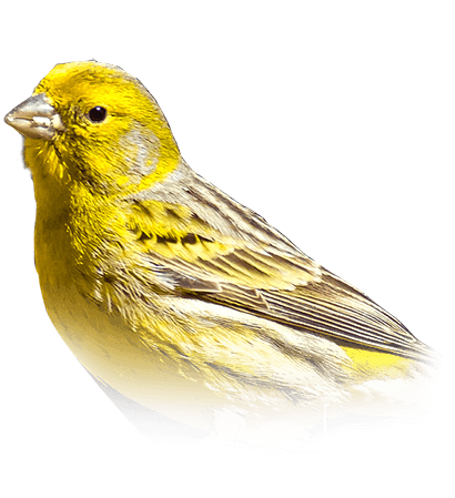 workspaceContains canary